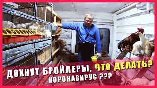 ДОХНУТ БРОЙЛЕРЫ | Цыплята Бройлеры умирают | КАК и ЧТО ДЕЛАТЬ?!