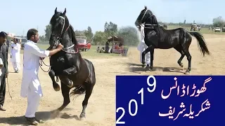 Amazing Horse dance in pakistan 2019 No.3