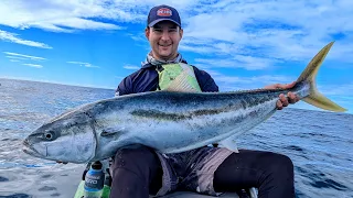 Yellowtail Kingfish and Autumn Tuna | Kayak Fishing NZ