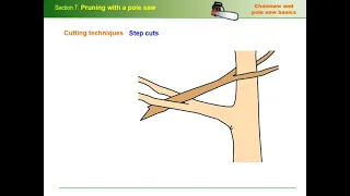 Pruning with a pole saw