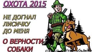 Охота с гончими. Немного не догнал лисичку до меня.О верности собаки