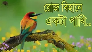 রোজ বিহানে একটা পাখি। Islamic song roj bihane ekta pakhi Allah Allah dake ........