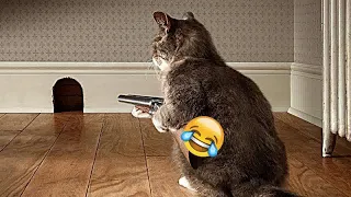 🐶 You Laugh You Lose 🐈😆 Best Funny Animals 2024 😹🐱