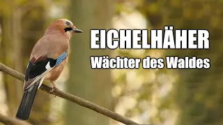 Der Eichelhäher - Steckbrief (Aussehen, Lebensweise, Verbreitung, Ruf...)