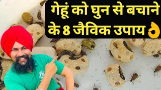 गेहूं स्टोर करने से पहले वीडियो जरूर देखें| Wheat Grains Storage solutions in Hindi