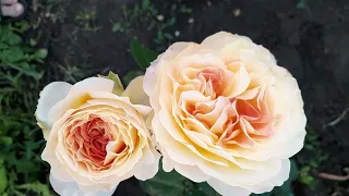 Очень красивые розы Этруска и Карамель Антик
