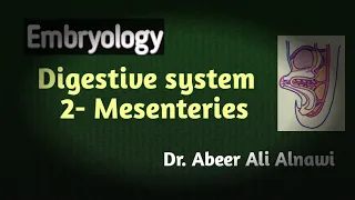 Embryology/ 2- Mesenteries of the digestive system. Dr. Abeer Ali Alnawi