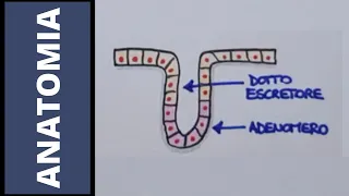 Tessuto epiteliale