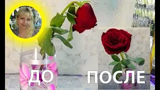 🌹🌹🌹КАК ОЖИВИТЬ УВЯДШУЮ РОЗУ ИЗ БУКЕТА ! ЛАЙФХАК ! ПРОЩЕ ПРОСТОГО !