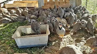 Кабк Keklik که و Partridge Chukar Кабкҳои Фарид Ферма дар  Московская область