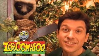 Zoboomafoo 112 - Homes (Full Episode)