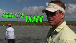 Fly fishing Bonefish Andros Island Bahamas -Sharks Everywhere