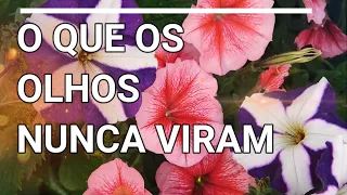 O QUE OS OLHOS NUNCA VIRAM - LOUVOR ICM