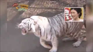 Tiger vs Lion (Tigress vs Lion)  Aggressive Tigress, scared Lions.