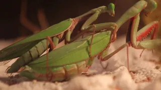 Giant Rainforest Mantis