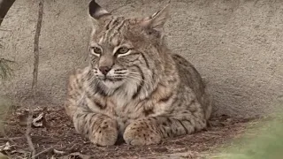 Bobcat in Calgary 2019