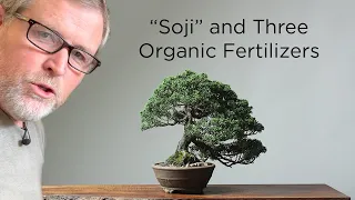 Bonsaify | How to Use Organic Fertilizers with Bonsai Trees