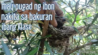 May pugad ng ibon nakita sa bakuran ibang klase | nest new born bird in backyard garden area