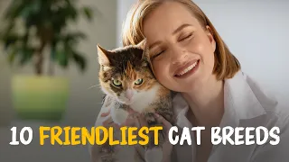 Top 10 friendliest cat breeds