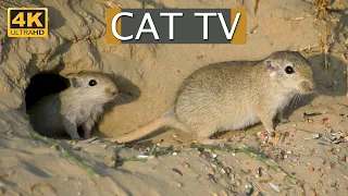 Cat TV - 8 Hours Mice Video For Cats To Watch Desert Mice 4k UHD