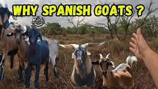 Why Spanish Goats?