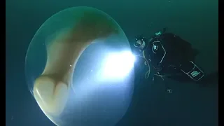 Divers Find Giant Squid Egg