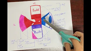 Bony Orbit and Associated Fissures.