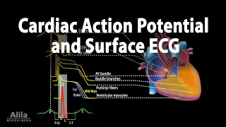 Correlation between Cardiac Action Potential and ECG, Animation
