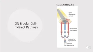 Neurobiology Retinal Ganglion Cells: ON/OFF Bipolar Cells- Direct & Indirect Pathways