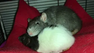 My dwarf rats being OBSESSED with their standard cagemates!