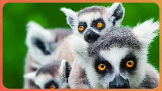 Baby Lemurs Snuggling | Baby Animals In Our World | Real Wild