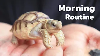 MY TORTOISE'S MORNING ROUTINE