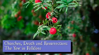 Churches, Death and Resurrection: The Yew in Folklore