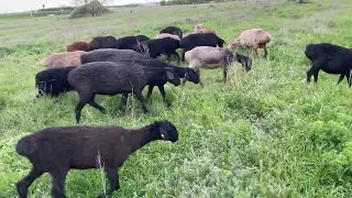 Эдильбаевские овцы. Вести с полей! КРайние ягнята  на продажу в этом сезоне