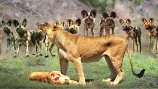 Mother Lion Cried Bitterly When She Saw Wild Dogs Kill Her Cub - Mother Lion Revenge