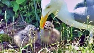 Herring Gull Feeding Chicks - July 5, 2014