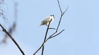 Две песни одноусого звонаря