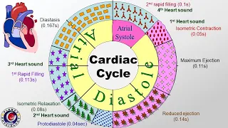 Cardiac cycle: Phases, Pressure and Volume changes