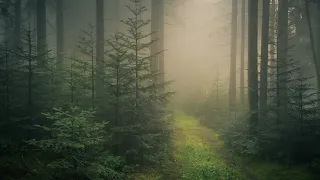 🐦 Слушать звуки леса пение соловья в тихом весеннем лесу