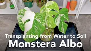 Transplanting Cuttings from Water to Soil | Monstera Albo Propagation