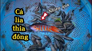 Cá lia thia | Đi bắt cá lia thia đồng cùng mình nào