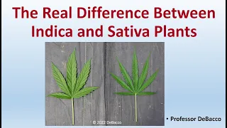 The Real Difference Between Indica and Sativa Plants