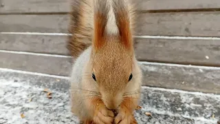 Утро. Пытаюсь кормить белок. И Ушастика тоже / Morning. I'm trying to feed squirrels. Ushastik too