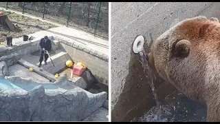 Мансур 🤎 Уборка, пресная вода, и любопытный медведь! Cleaning the pool (summary) 🐾🤗🌊