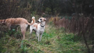 Helios 44 / Stunning video with a radioactive Russian lens / Helios 44-m 58mm f2 / Sony A7 cinematic