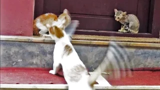 Confused mother cat attacks her kitten