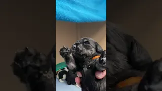 Tatum/Finn pups - 2 weeks old