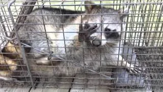Angry Raccoon Removal