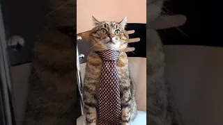 Говорящий кот учит выбирать мужчину по одежде😼🌹