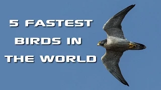 Top 5 Fastest Birds in the World: Fastest Animals on Earth - FreeSchool Creature Countdown